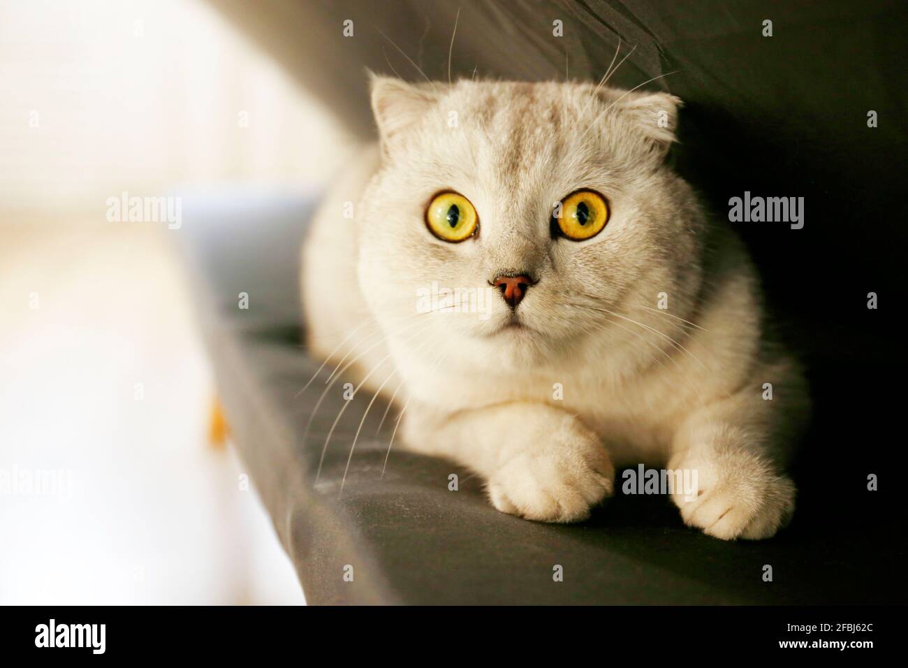 Cute scozzese Fold razza gatto con gli occhi gialli sdraiato su divano tessuto nero a casa. Morbido e morbido purebred cucciolo corto con orecchie di lop. Sfondo, copia s Foto Stock