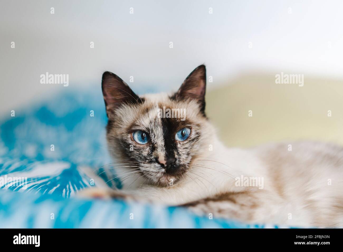 Ritratto di gatto domestico con gli occhi blu Foto Stock