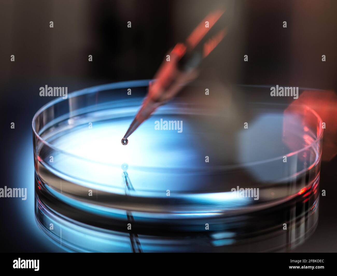 Pipettare il campione in una piastra Petri in laboratorio Foto Stock