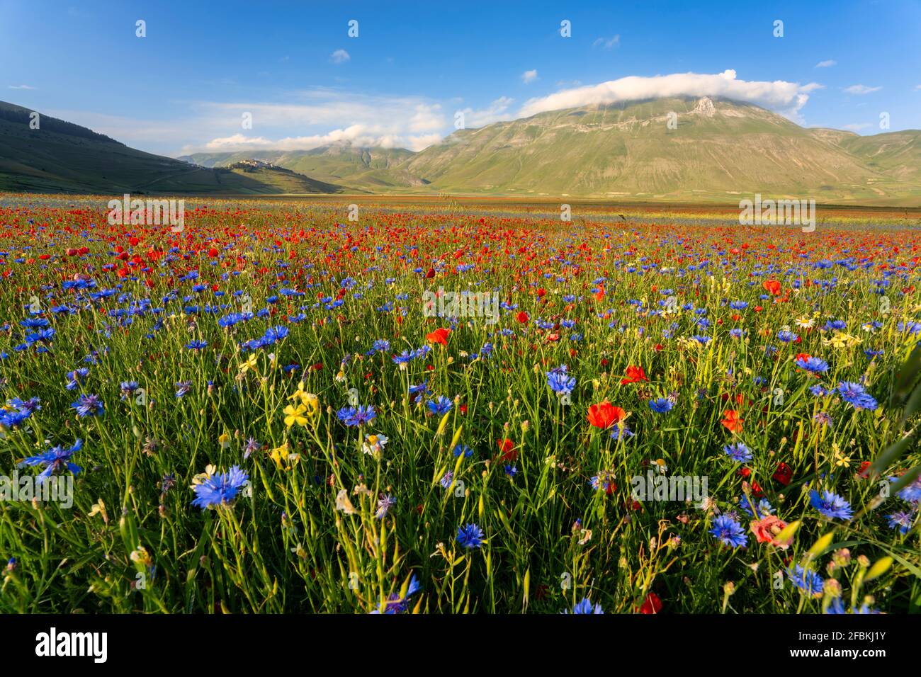 Fiori di campo rossi e blu che fioriscono nell'altopiano di piano Grande Foto Stock