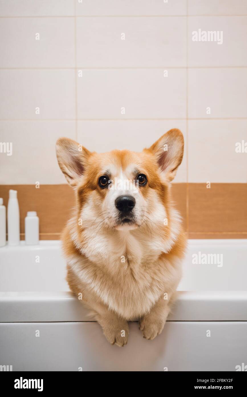 Ritratto del cane Corgi in piedi nella vasca da bagno Foto Stock