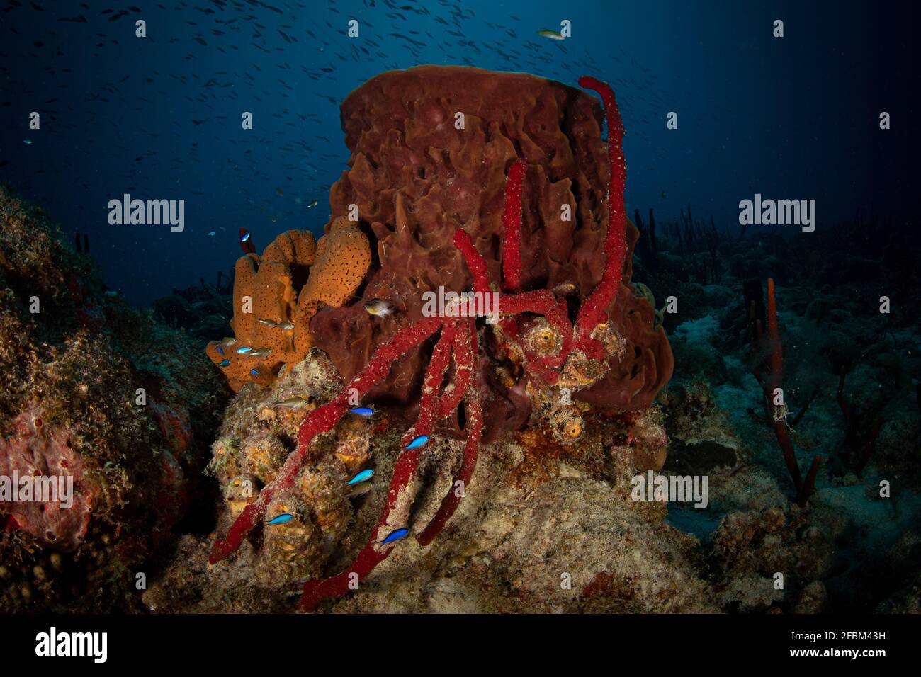 Spugne tubo sulla barriera corallina dell'isola caraibica di Sint Maarten Foto Stock