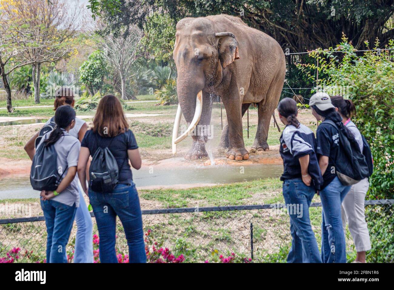 Miami Florida,MetroZoo Metro Zoo Droga Free Youth in Town,DFYIT teen teenager teenagers teenage students,class field trip Looking Asian Elephant Foto Stock