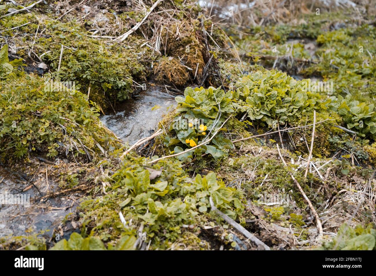 Colpo di closeup di piccole pudddle nell'erba Foto Stock