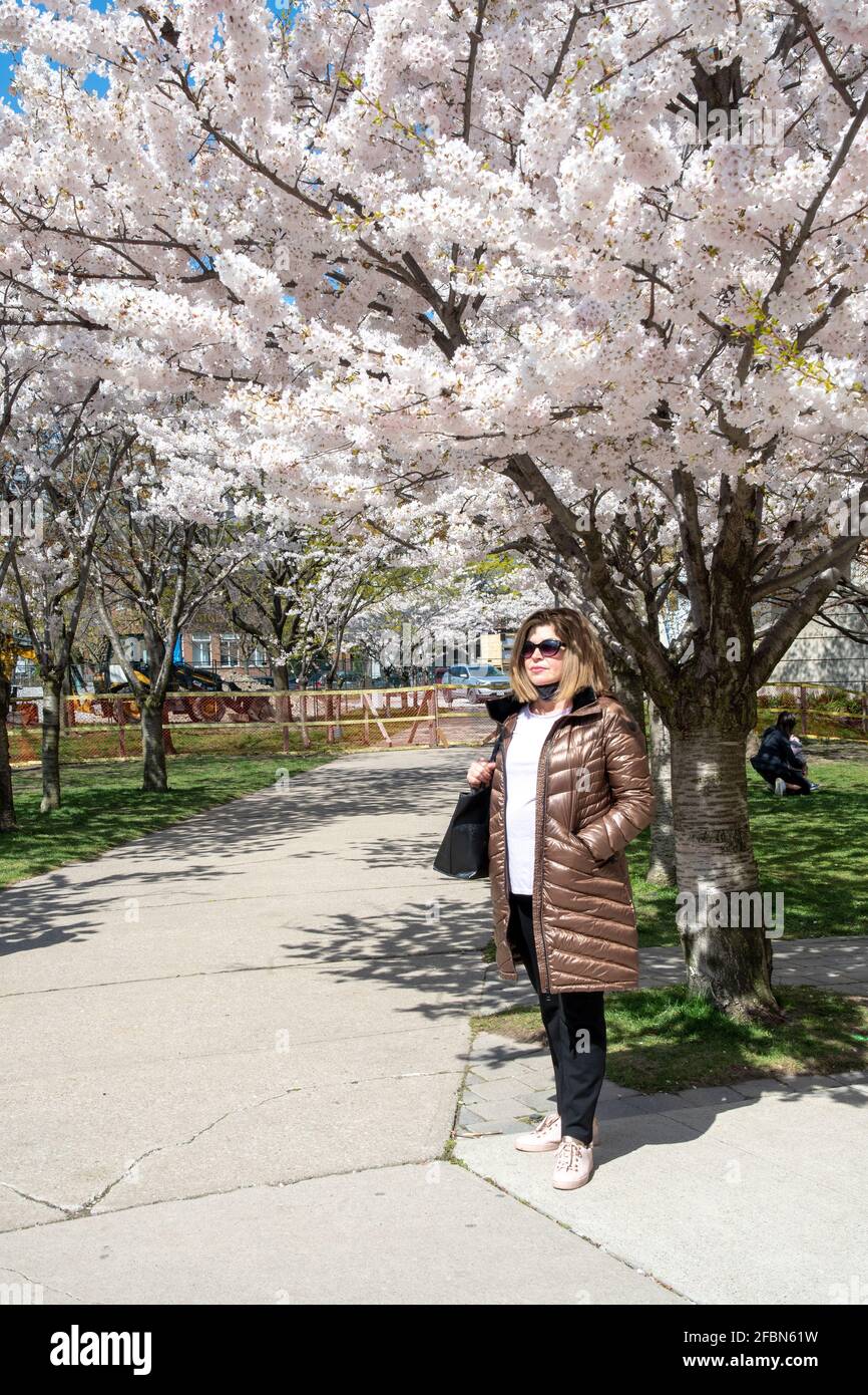 Ritratto di una donna latino-americana durante la fioritura degli alberi di ciliegia che è una tradizione locale celebrata da molti nella città canadese. Esso segna Foto Stock