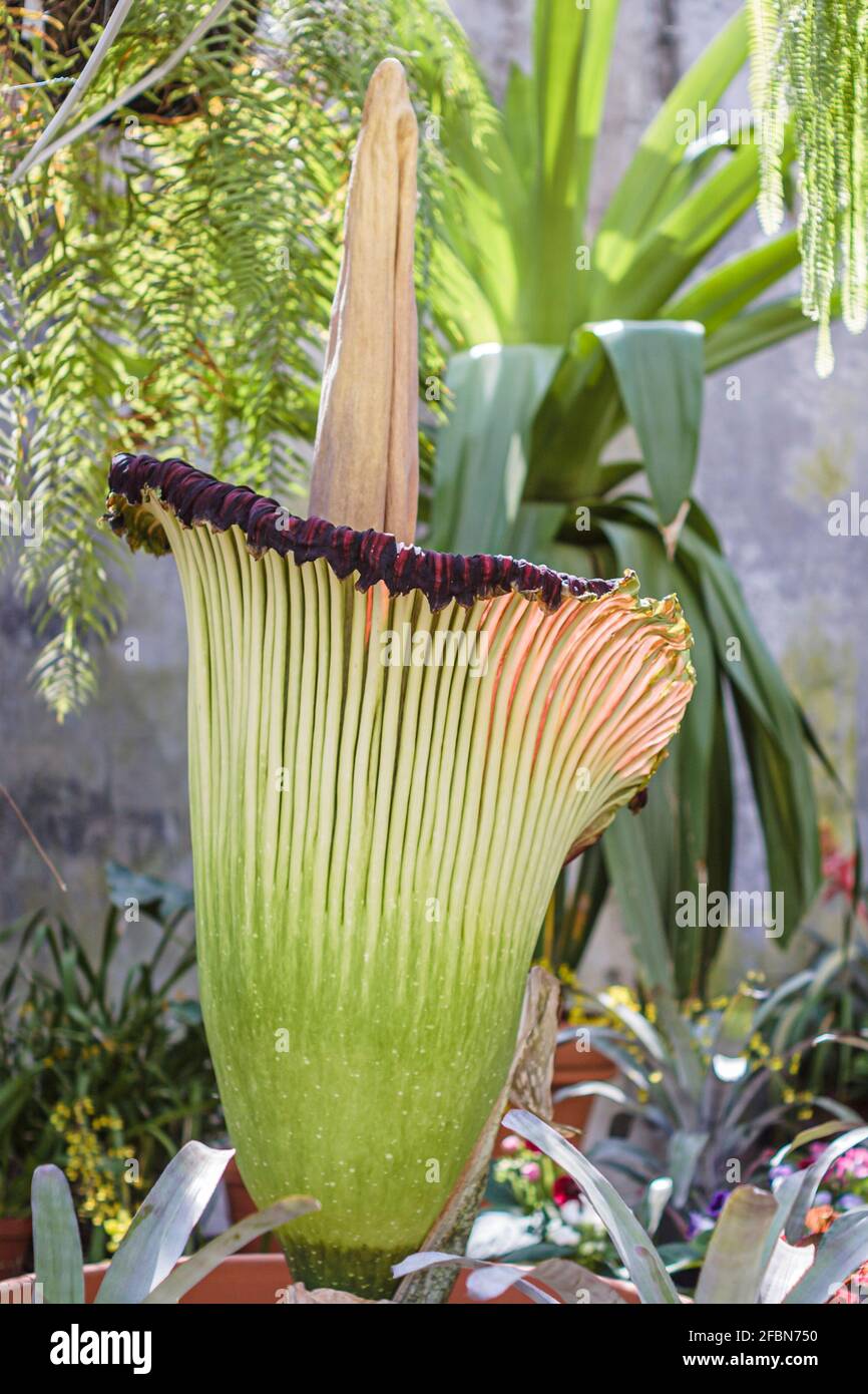 Miami Florida, Coral Gables Fairchild Tropical Botanic Gardens Conservatory, titan arum Amorphophallus titanum Sig. Stinky rara piena fioritura, Foto Stock
