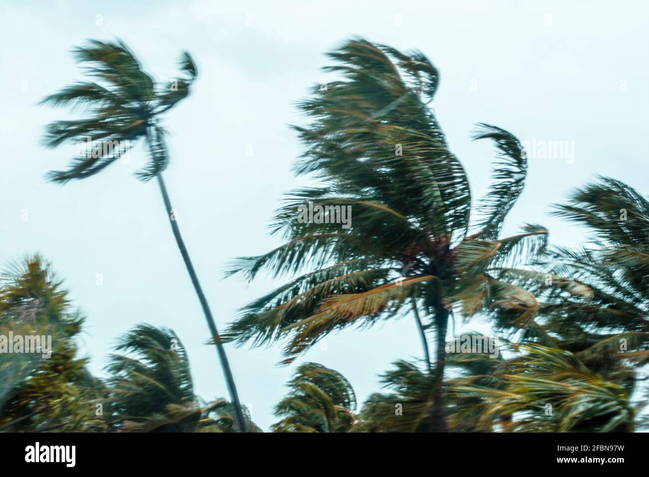 Miami Beach Florida, Lummus Park palme, durante l'uragano Dennis vento curvare rami, Foto Stock