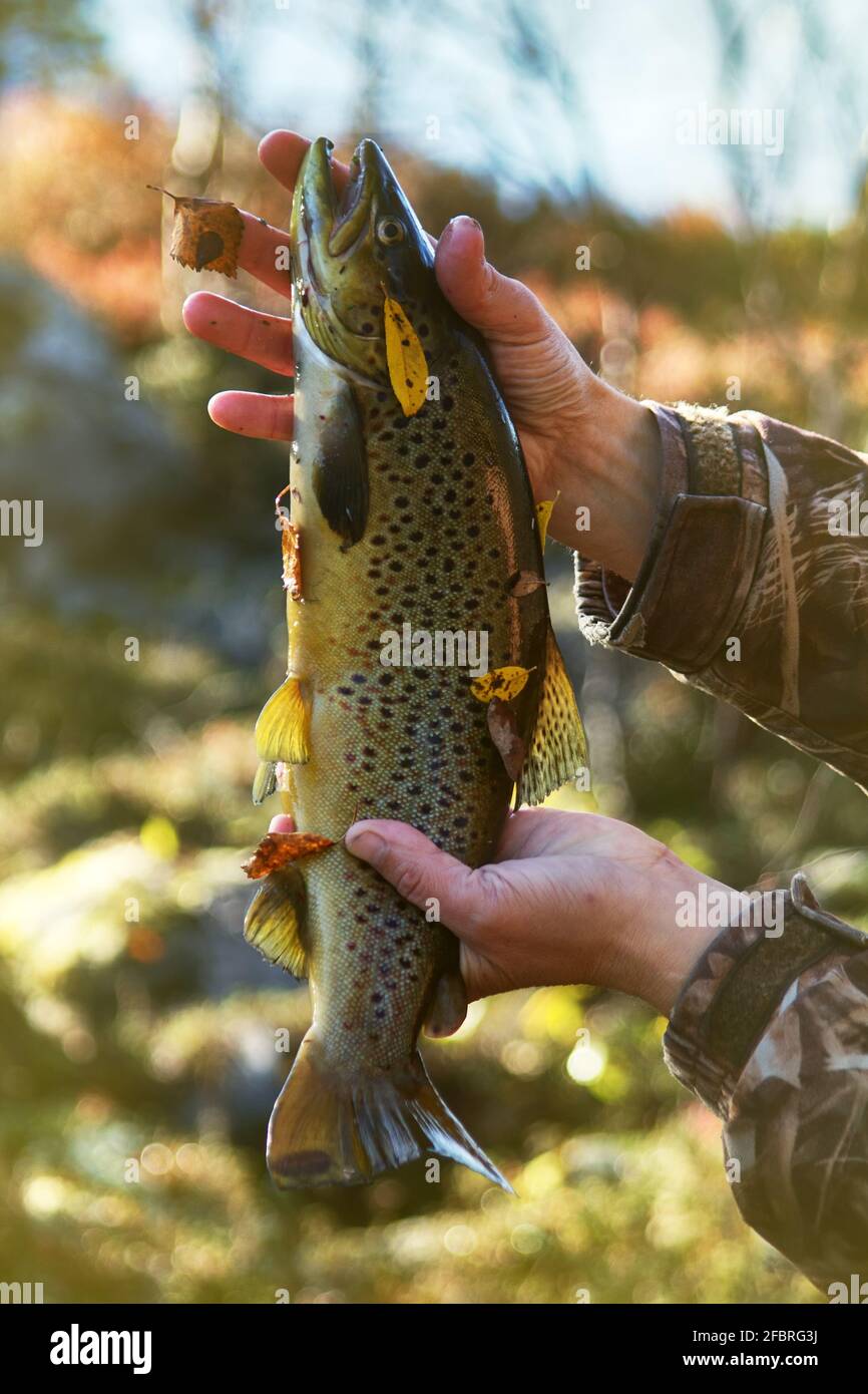 Pesca a spinning (esca) Pesca di Trote Nei laghi della Scandinavia. Trota  di fiume (steelhead trota arcobaleno, char, bull-trota, tagliagole, Lax,  Salmo trutta tr Foto stock - Alamy