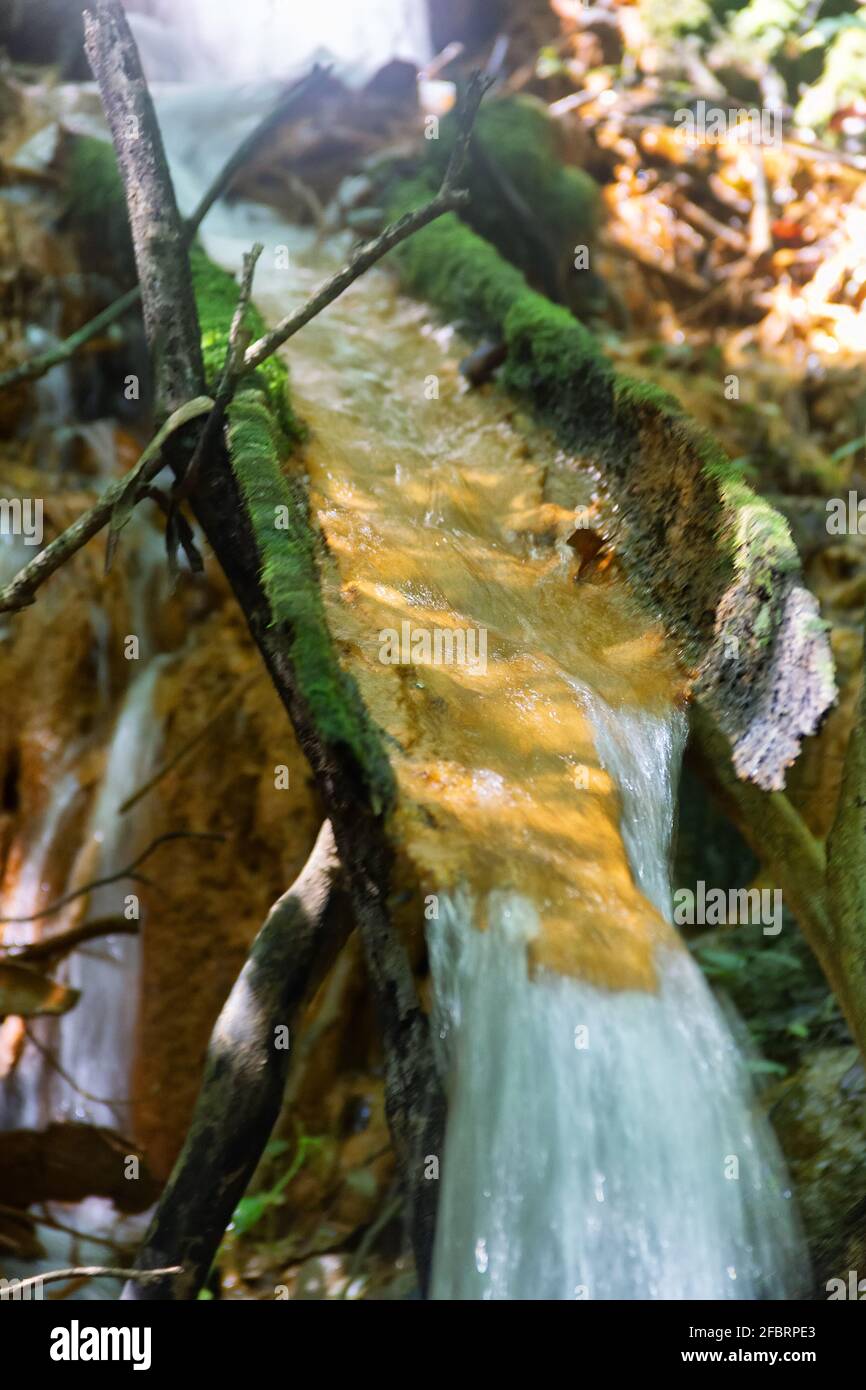 L'acquedotto del vecchio villaggio è fatto da un tronco di albero e sopravvolta di muschio, l'acqua scorre da solo, sistema di approvvigionamento idrico. Sri Lanka Foto Stock