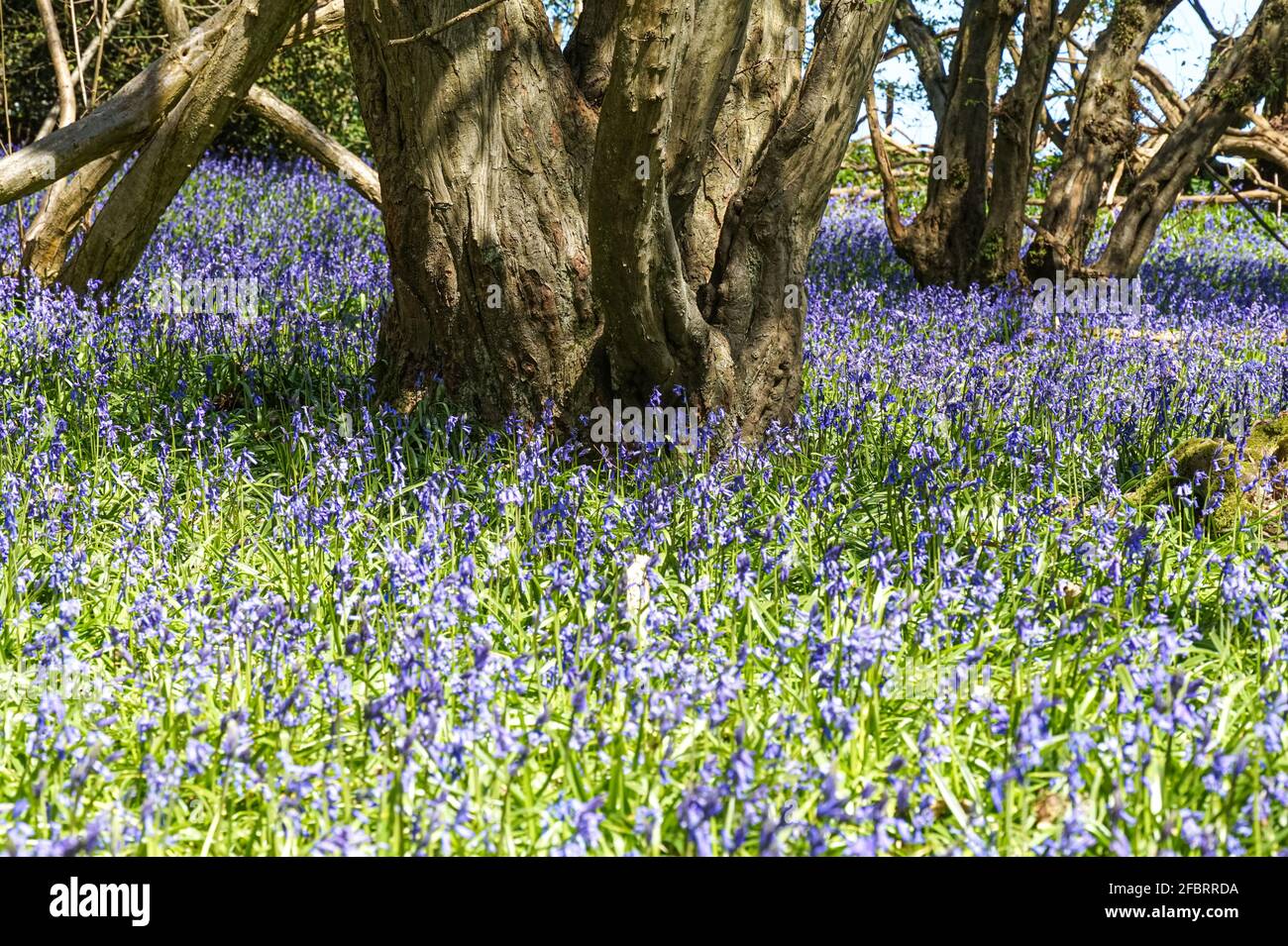 Belle bluebells in fiore sul pavimento della foresta in Frogmore Meadows, Hertfordshire, Inghilterra Regno Unito Foto Stock