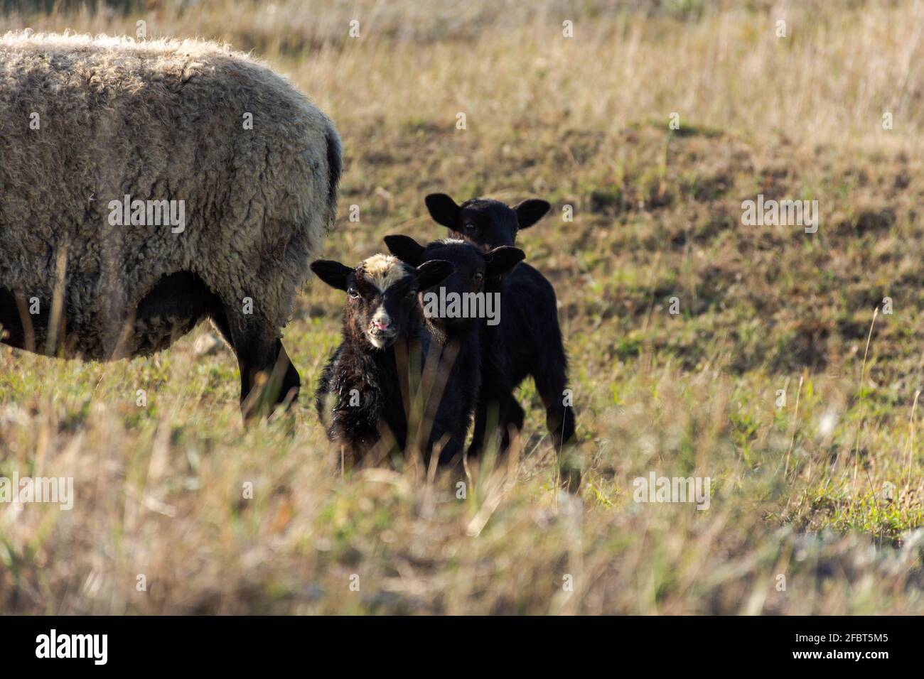 Una pecora con simpatici agnelli che pascolano in un prato. Bellissimi animali domestici grigio-neri con capelli ricci. Il gregge sta pascolo. Il concetto di cari Foto Stock