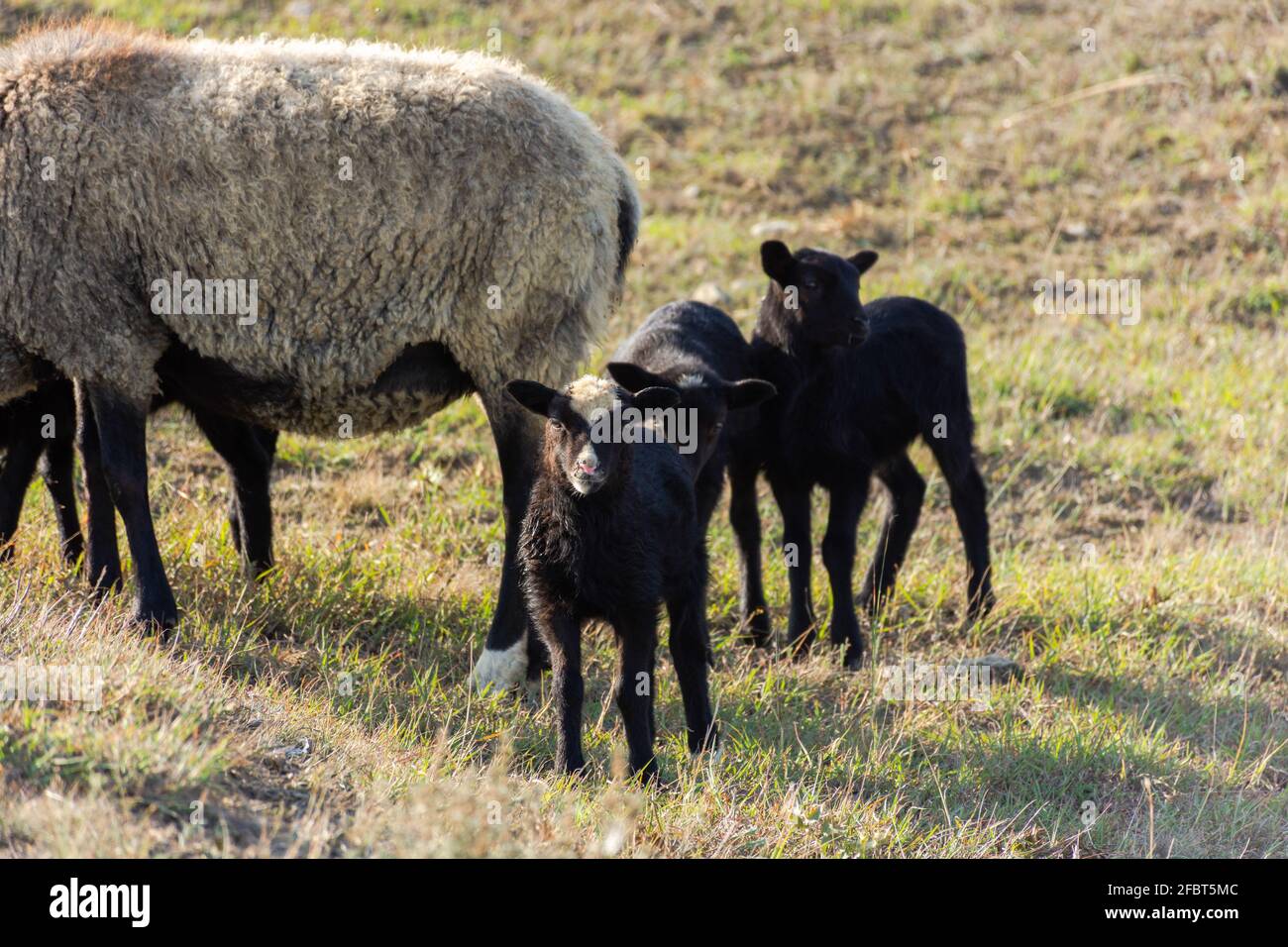 Una pecora con simpatici agnelli che pascolano in un prato. Bellissimi animali domestici grigio-neri con capelli ricci. Il gregge sta pascolo. Il concetto di cari Foto Stock