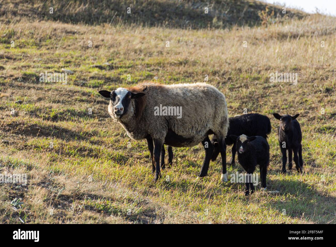 Una pecora con simpatici agnelli che pascolano in un prato. Bellissimi animali domestici grigio-neri con capelli ricci. Il gregge sta pascolo. Il concetto di cari Foto Stock