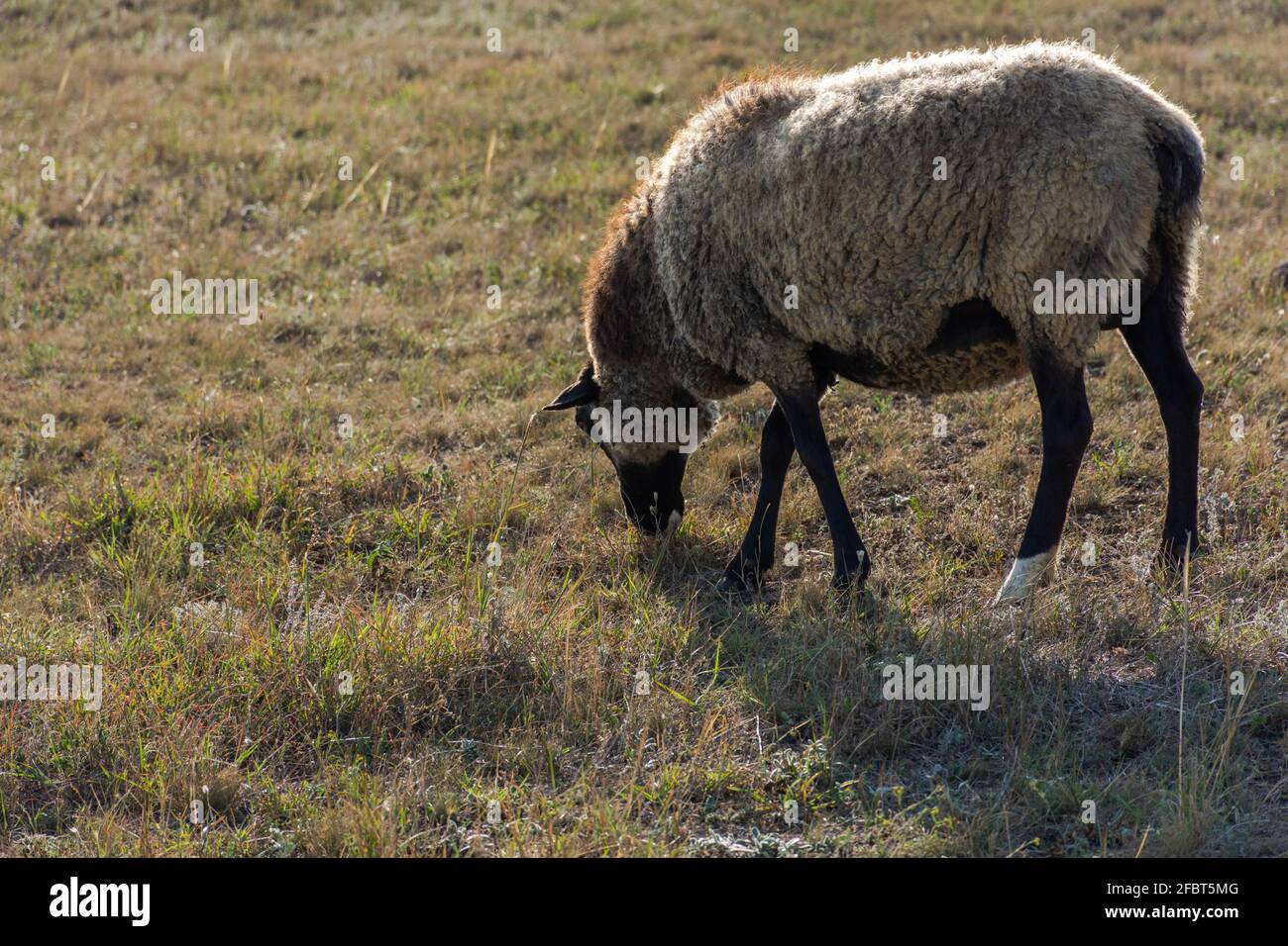 Una pecora grigio-nera che pascolano da sola in un prato. Una grande pecora grassa dai capelli ricci mangia erba verde. Il gregge sta pascolo. Il concetto di economia domestica, paese Foto Stock