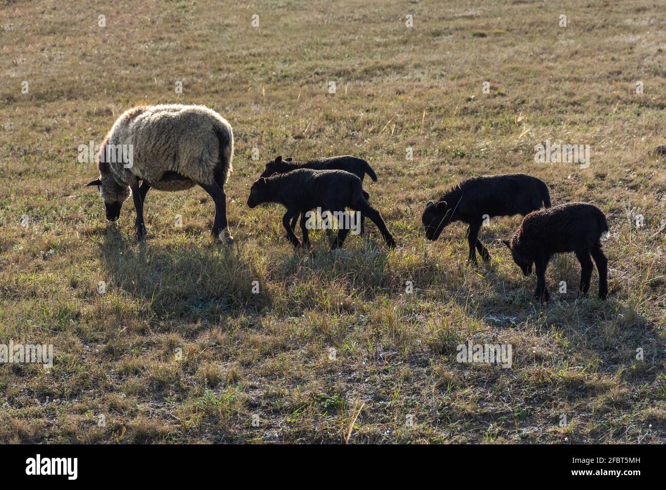 Una pecora con simpatici agnelli che pascolano in un prato. Bellissimi animali domestici grigio-neri con capelli ricci. Il gregge sta pascolo. Il concetto di cari Foto Stock