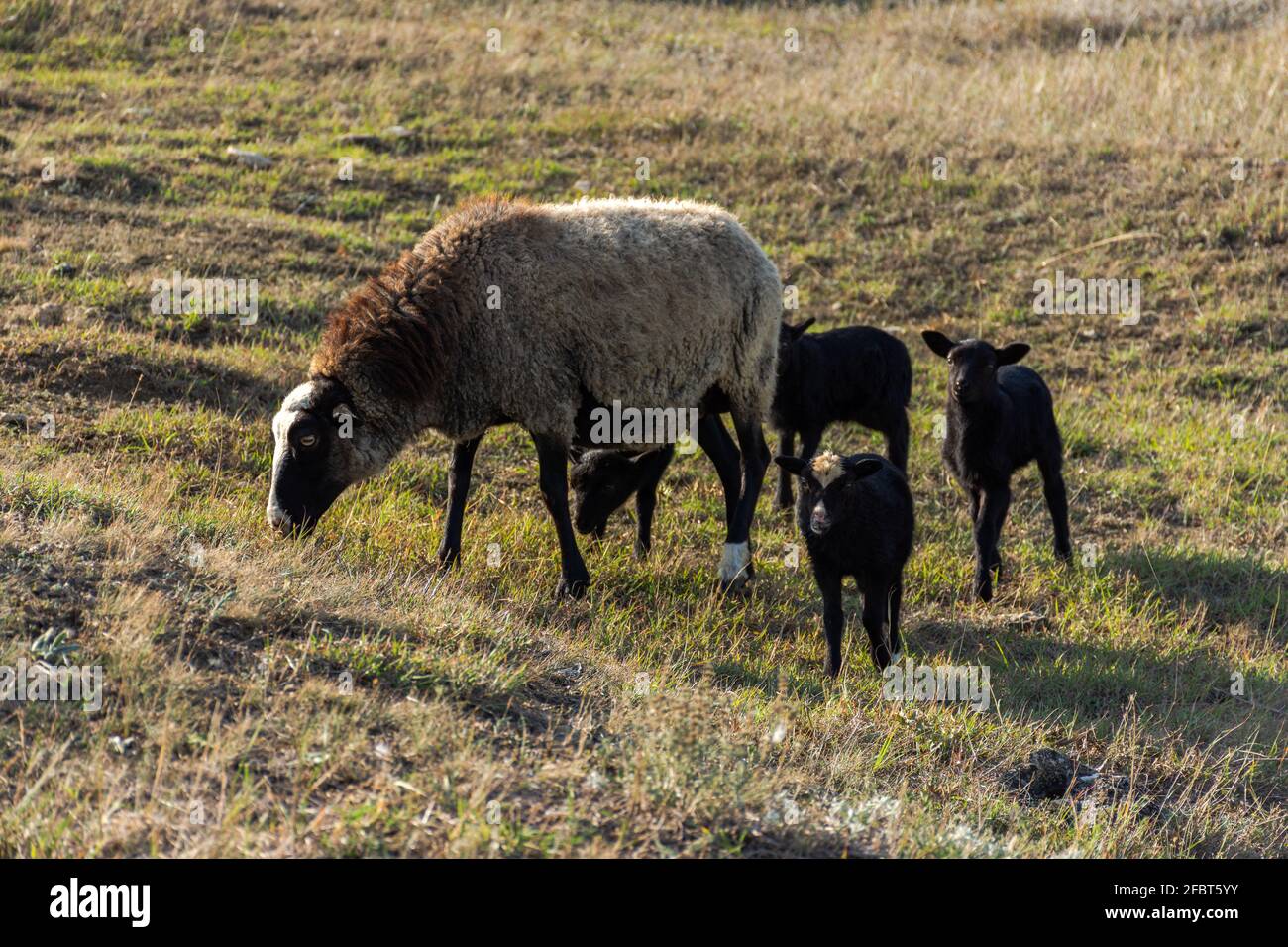 Una pecora con simpatici agnelli che pascolano in un prato. Bellissimi animali domestici grigio-neri con capelli ricci. Il gregge sta pascolo. Il concetto di cari Foto Stock