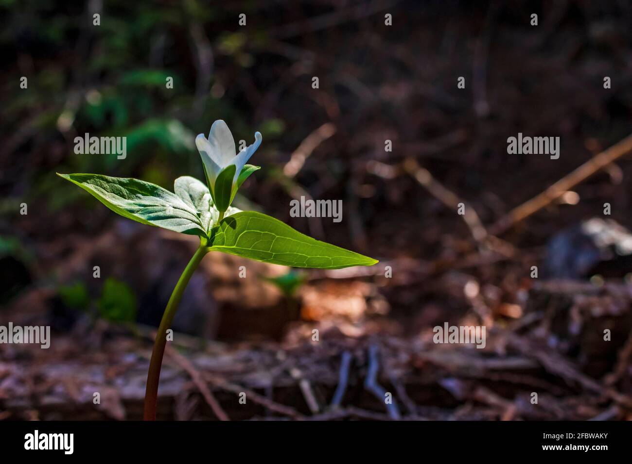 trillium bianco in fiore sul pavimento della foresta in primavera luce solare Foto Stock