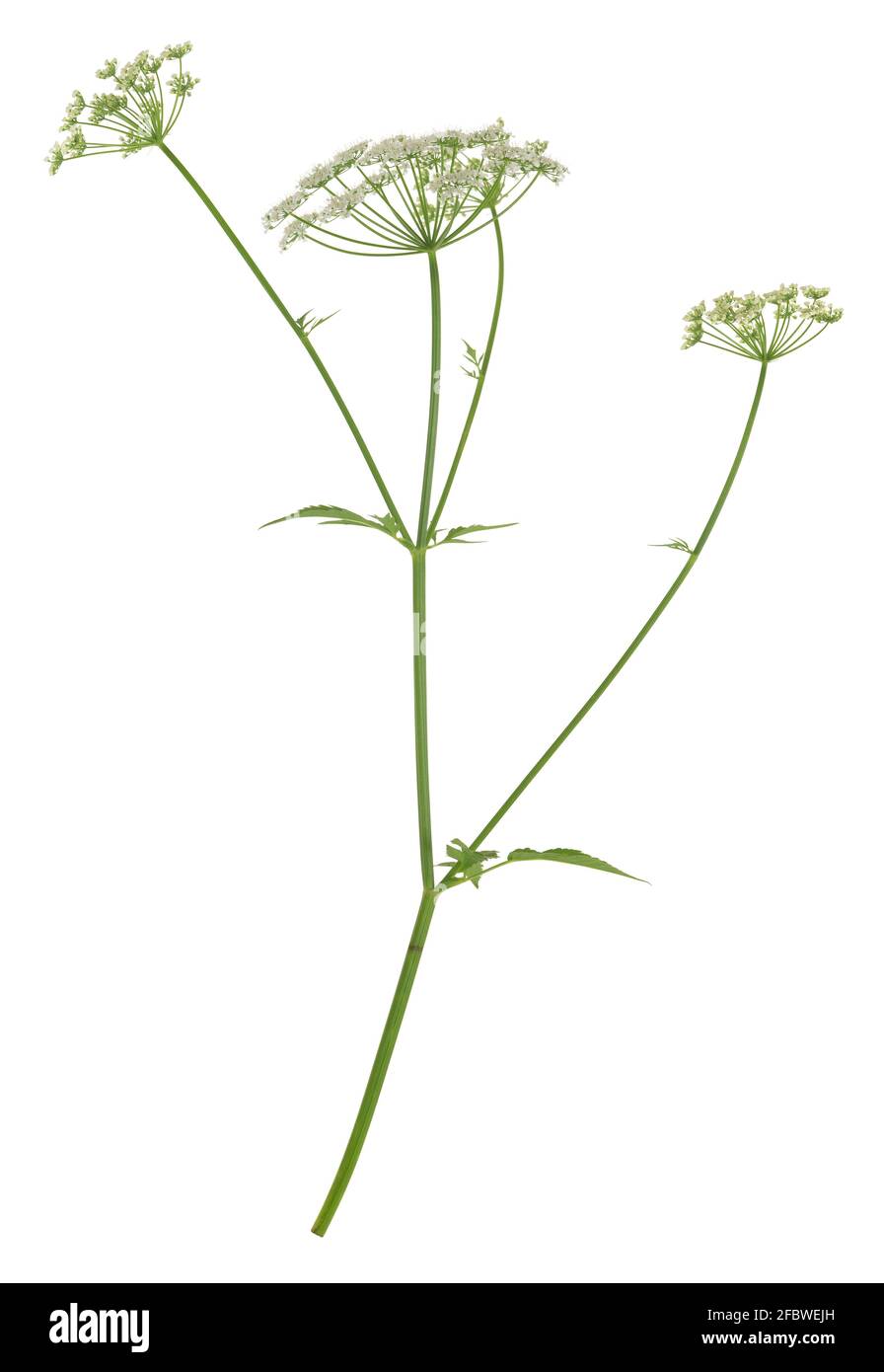 Anziano di terra in fiore, podagraria di Aegopodium isolato su sfondo bianco Foto Stock