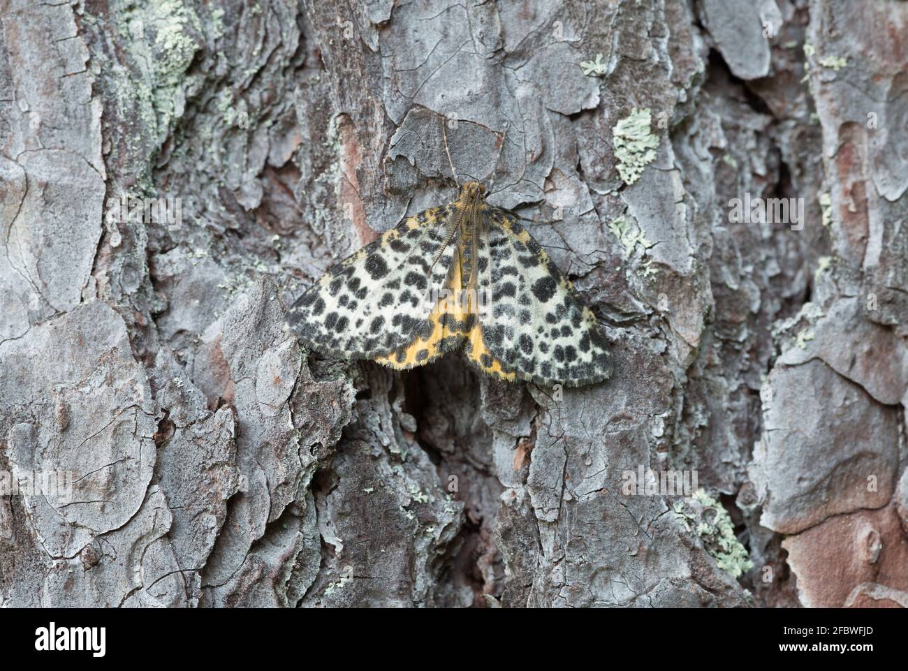 Bellezza macchiata, Arichanna melanaria poggiato sulla corteccia di pino Foto Stock