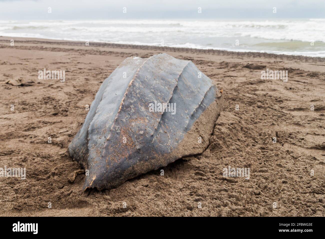 Conchiglia vuota di una tartaruga di mare di Leatherback morta Dermochelys coriacea su una spiaggia nel Parco Nazionale di Tortuguero, Costa Rica Foto Stock