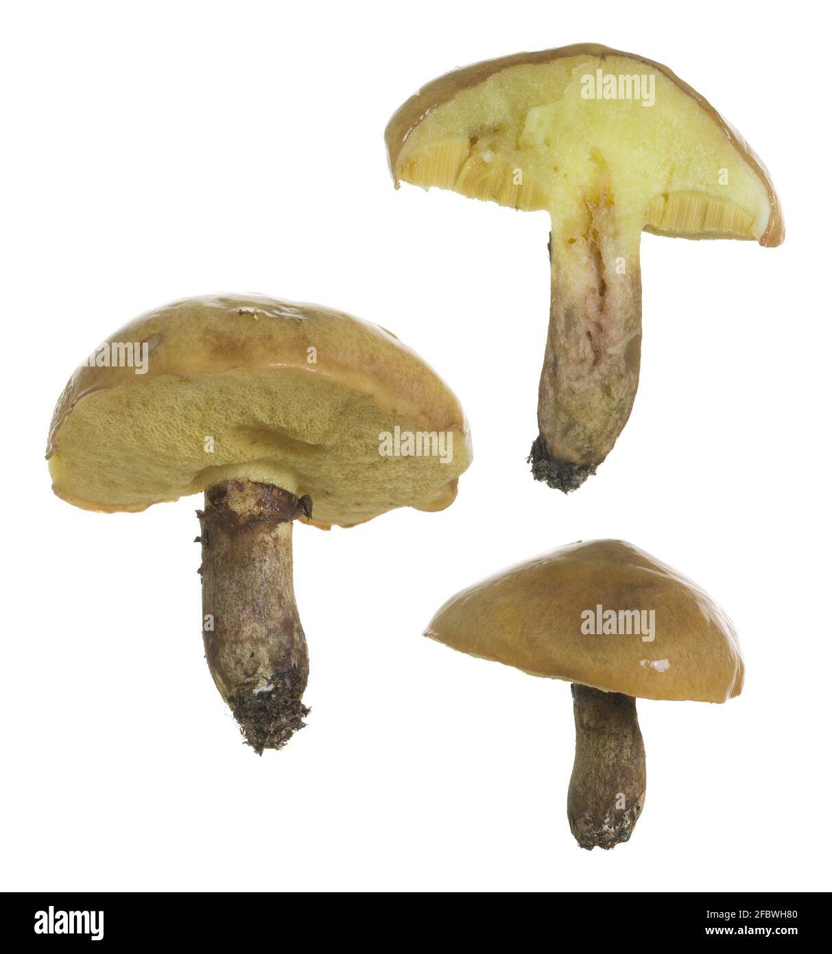 Raccolta di martinetti scivolosi, fungo commestibile di Suillus luteus isolato su fondo bianco Foto Stock