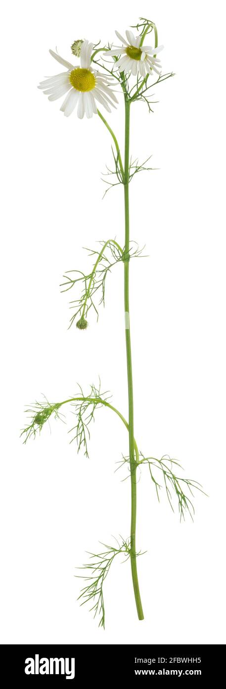 Blooming senza dentifricio falso mayweed, Tripleuropospermum perforatum isolato su sfondo bianco Foto Stock