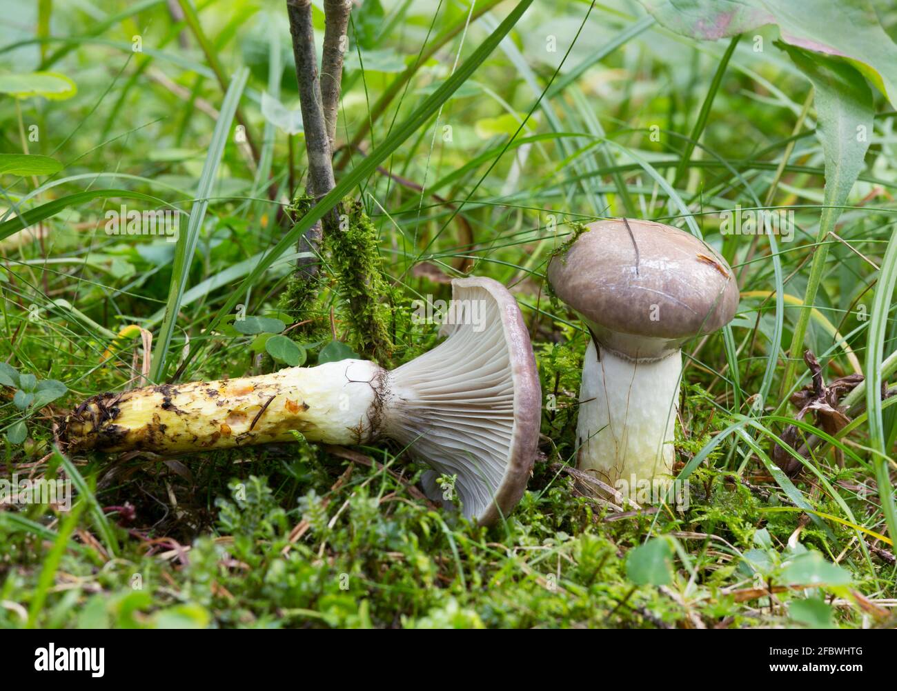 Spike-cap slimy, Gomphidius glutinoso che cresce tra muschi Foto Stock