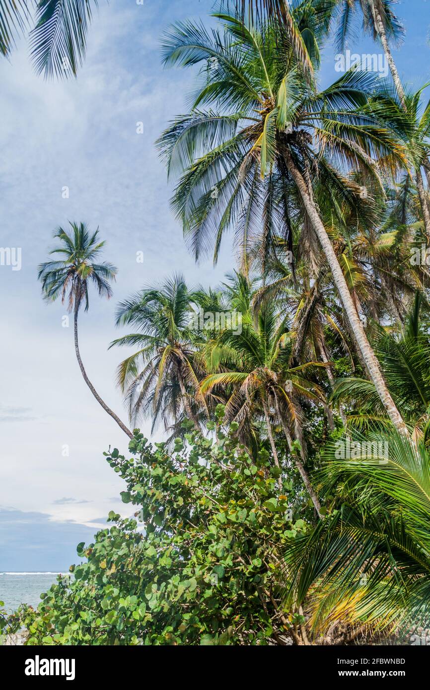 Palme nel Parco Nazionale di Cahuita, Costa Rica Foto Stock