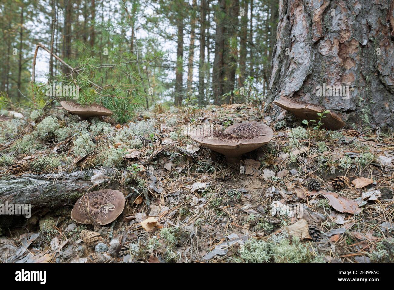 Fungo del dente scaloso, Sarcodon squamosus che cresce nella pineta Foto Stock