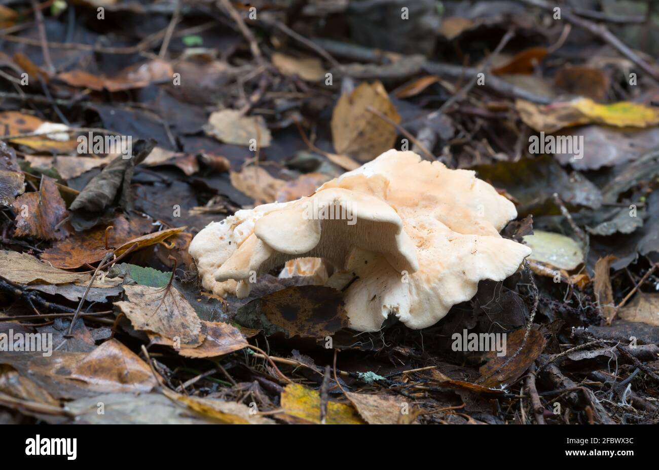 Hedgehog di legno di funghi commestibile, Hydnum repandum che cresce tra foglie Foto Stock