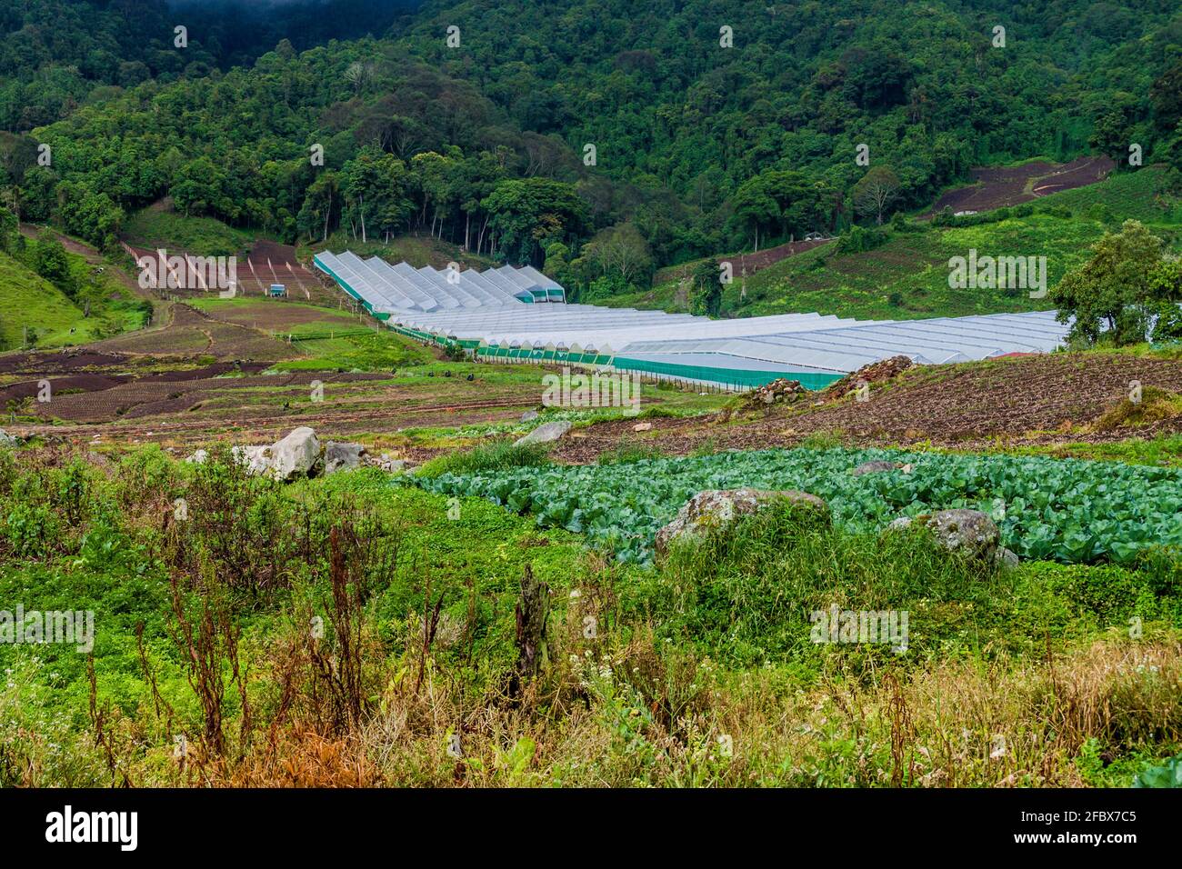 Campi di verdure vicino Bajo Grande villaggio vicino al vulcano Baru, Panama Foto Stock