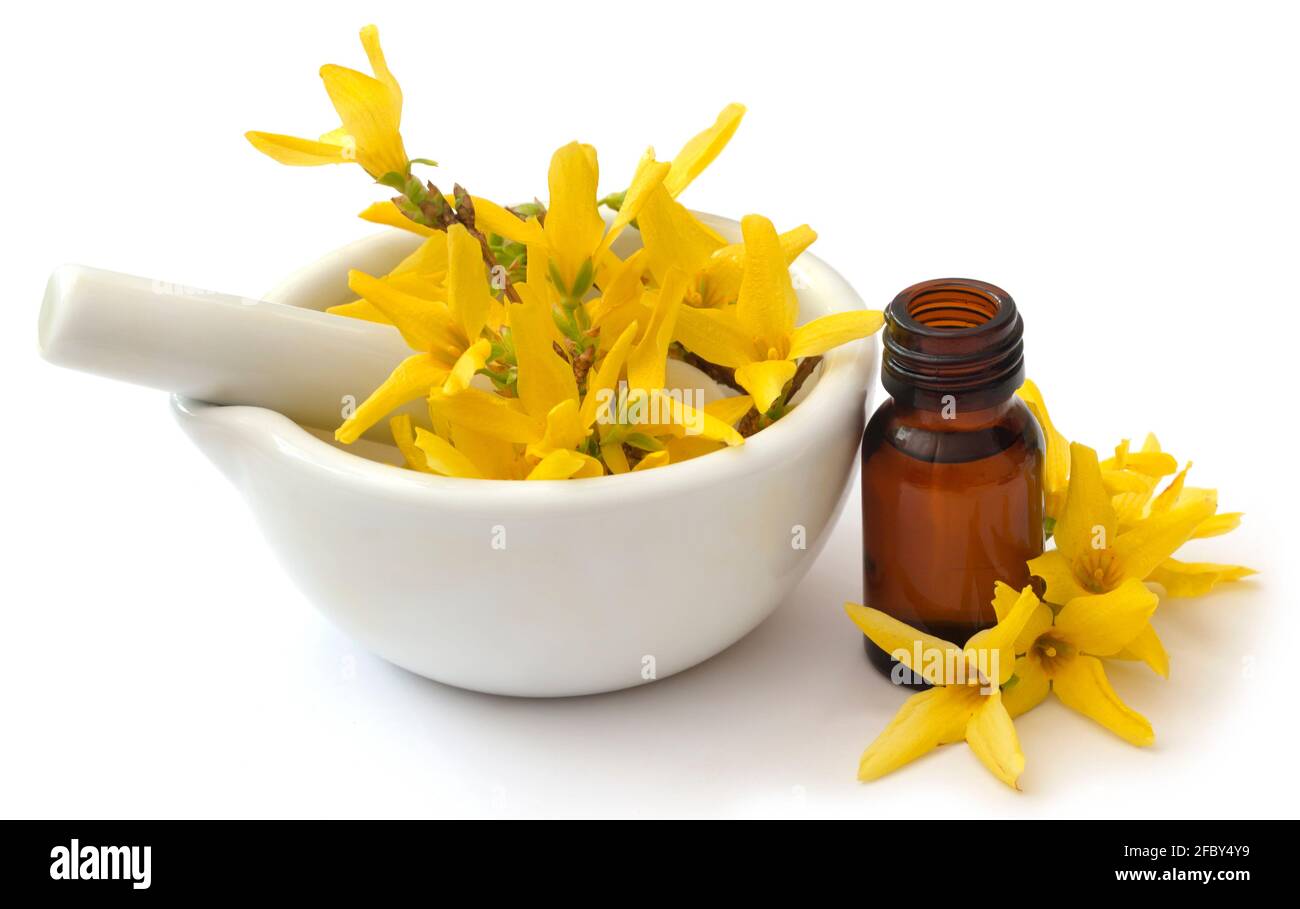 Forsizia con olio essenziale in una bottiglia come medicina di erbe Foto Stock