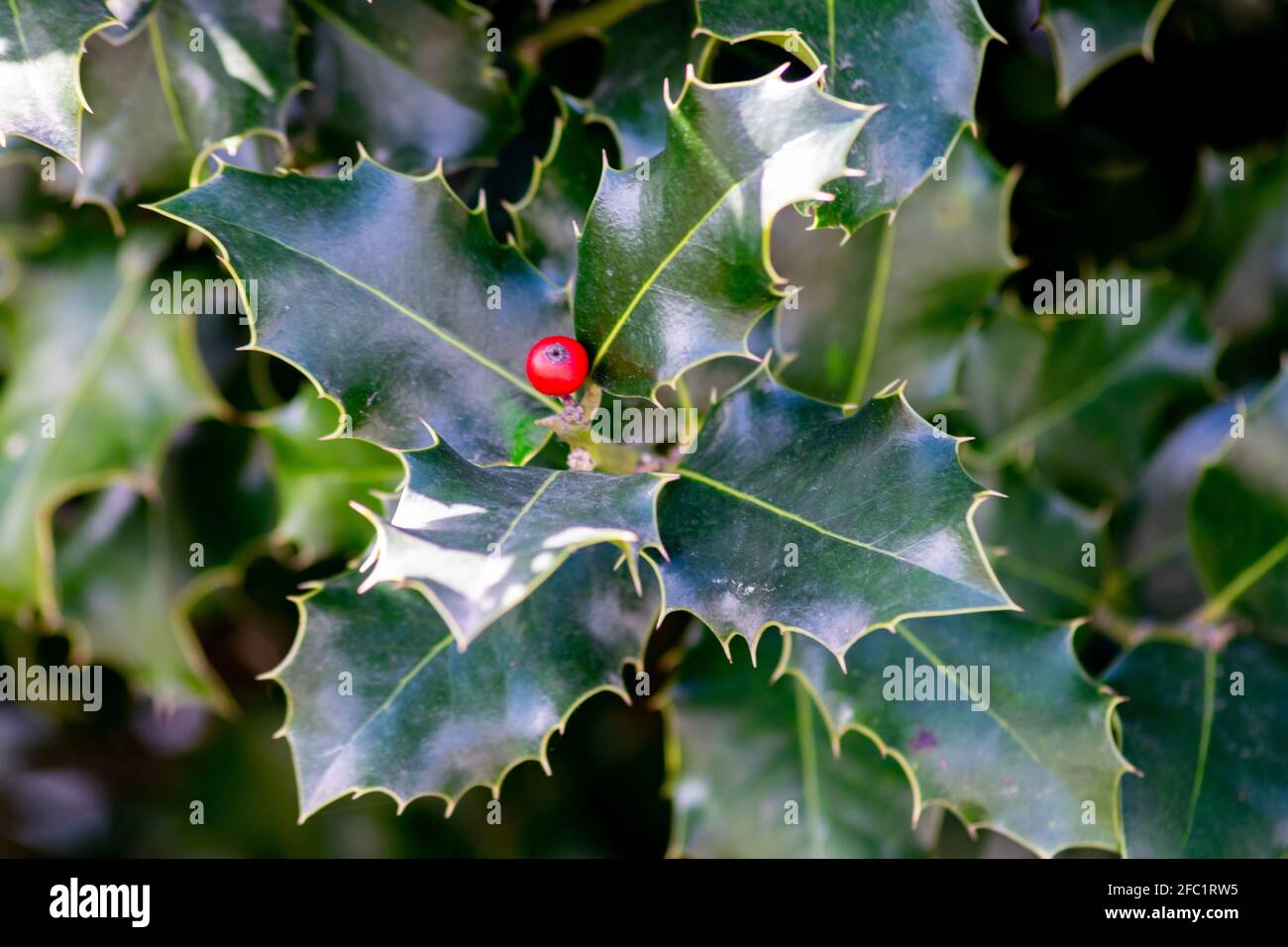 Albero agrifoglio con singolo seme di bacche rosse, simboli di Natale Foto Stock