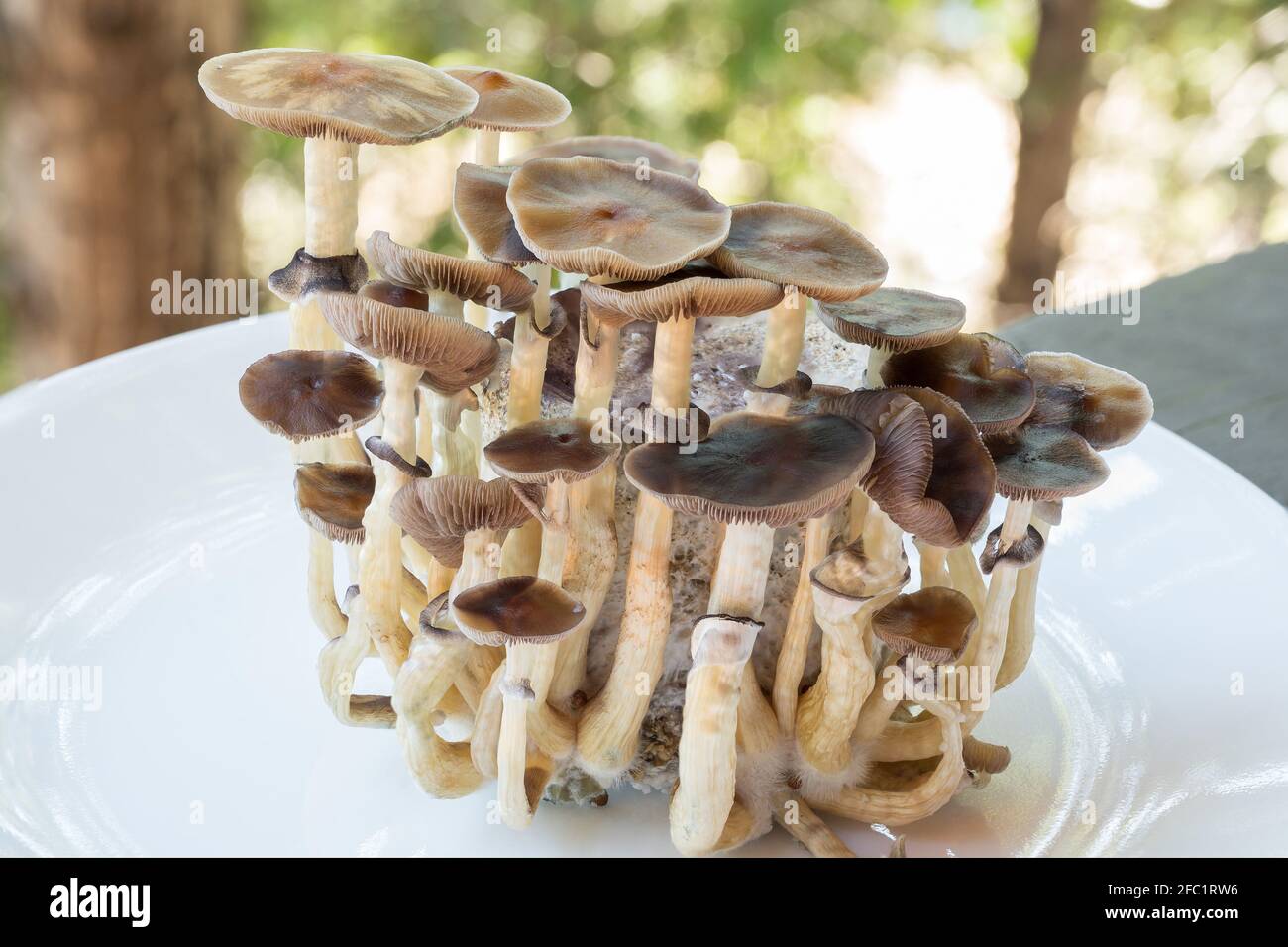 Funghi psilocibin, comunemente noti come funghi magici, funghi o scopette che vengono coltivati in un incubatore a base di casa. Foto Stock