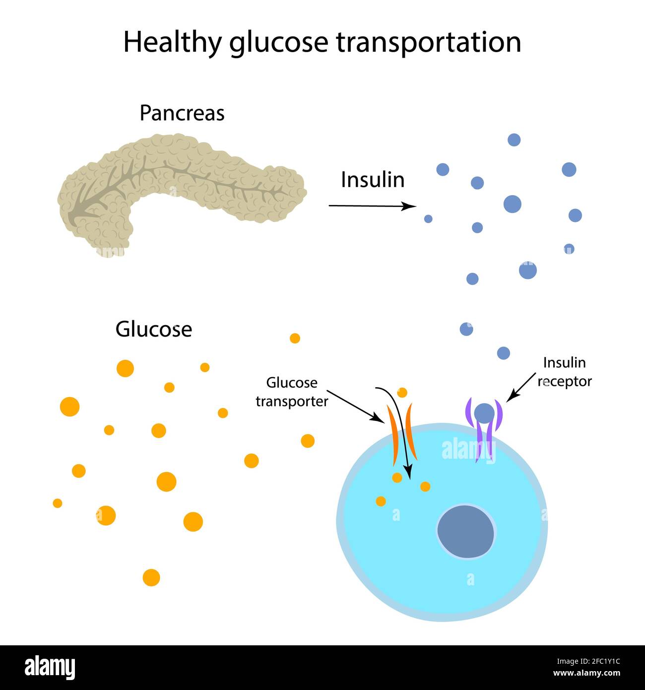 Trasporto sano del glucosio, illustrazione Foto Stock