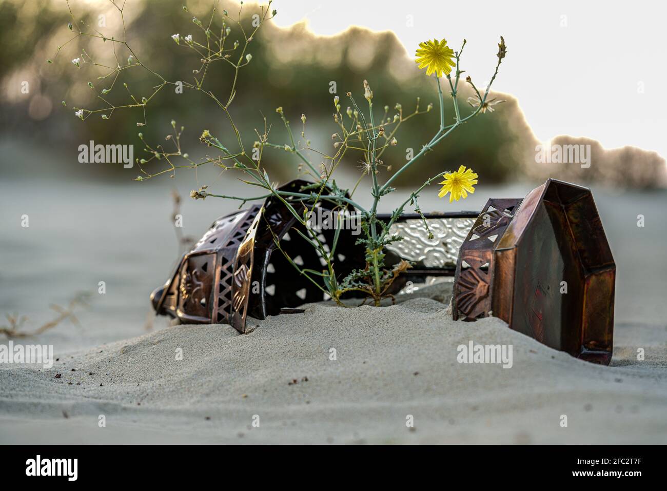 Fiori di primavera gialli (Launaea mucronata) che crescono in una lanterna rustica sulla sabbia bianca del deserto. Foto Stock