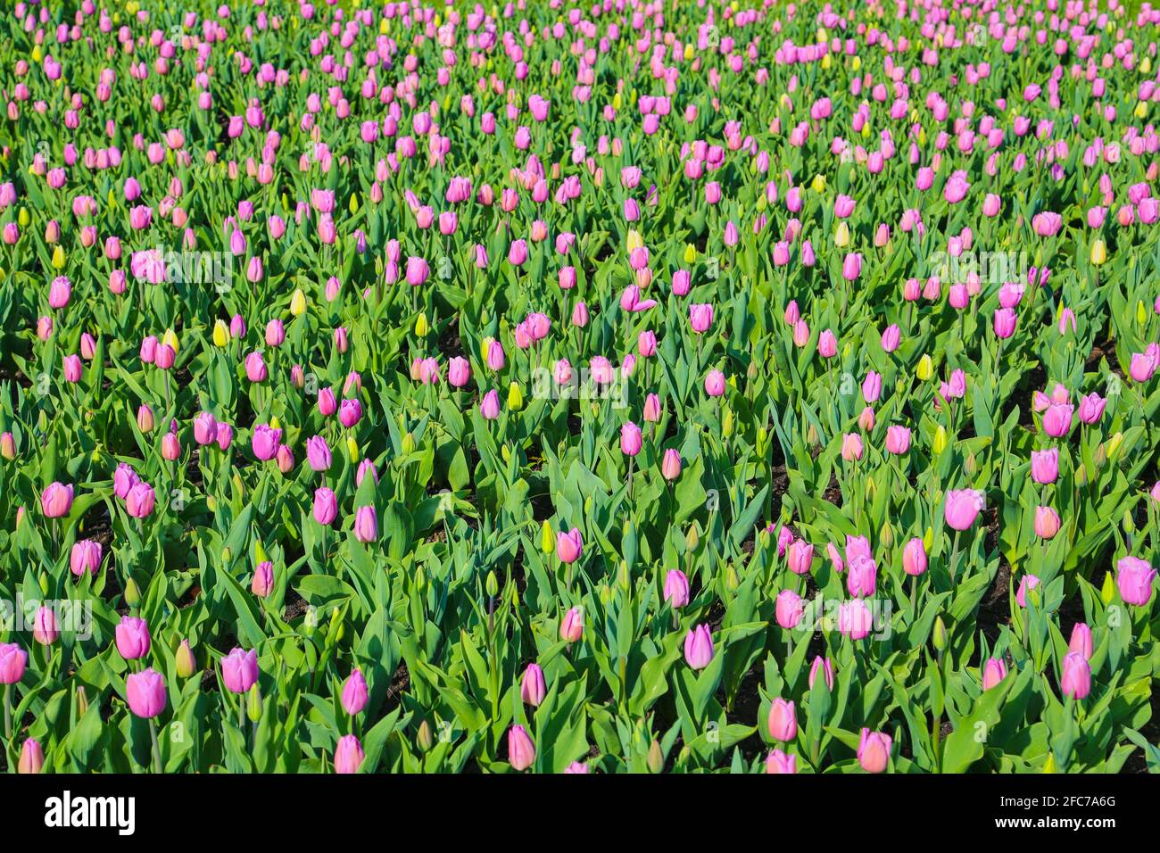 Tulpen auf einer Tulpenwiese im Britzer Garten a Berlino. Tulipani su un prato di tulipano in Britzer Garten Berlino, Germania. Foto Stock