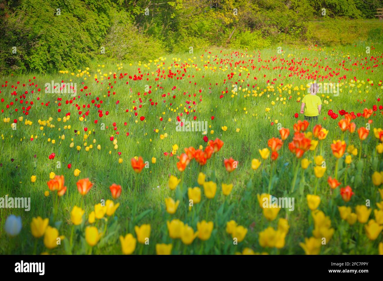 Junge auf einer Tulpenwiese im Britzer Garten Berlin. Ragazzo su un prato di tulipano nel giardino di Britzer a Berlino, Germania. Foto Stock