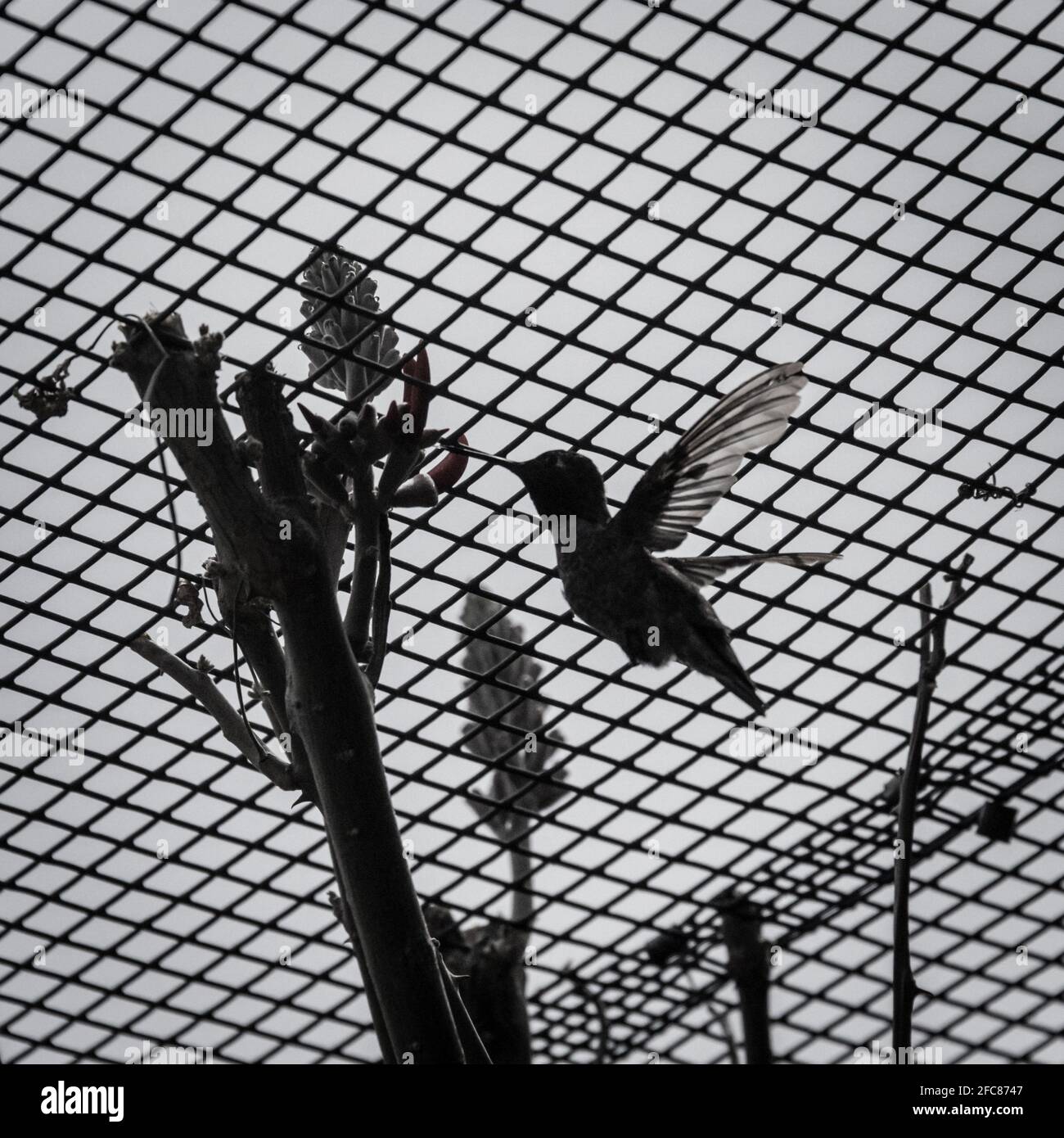 Museo del deserto di sonora - Silhouette di Hummingbird Foto Stock