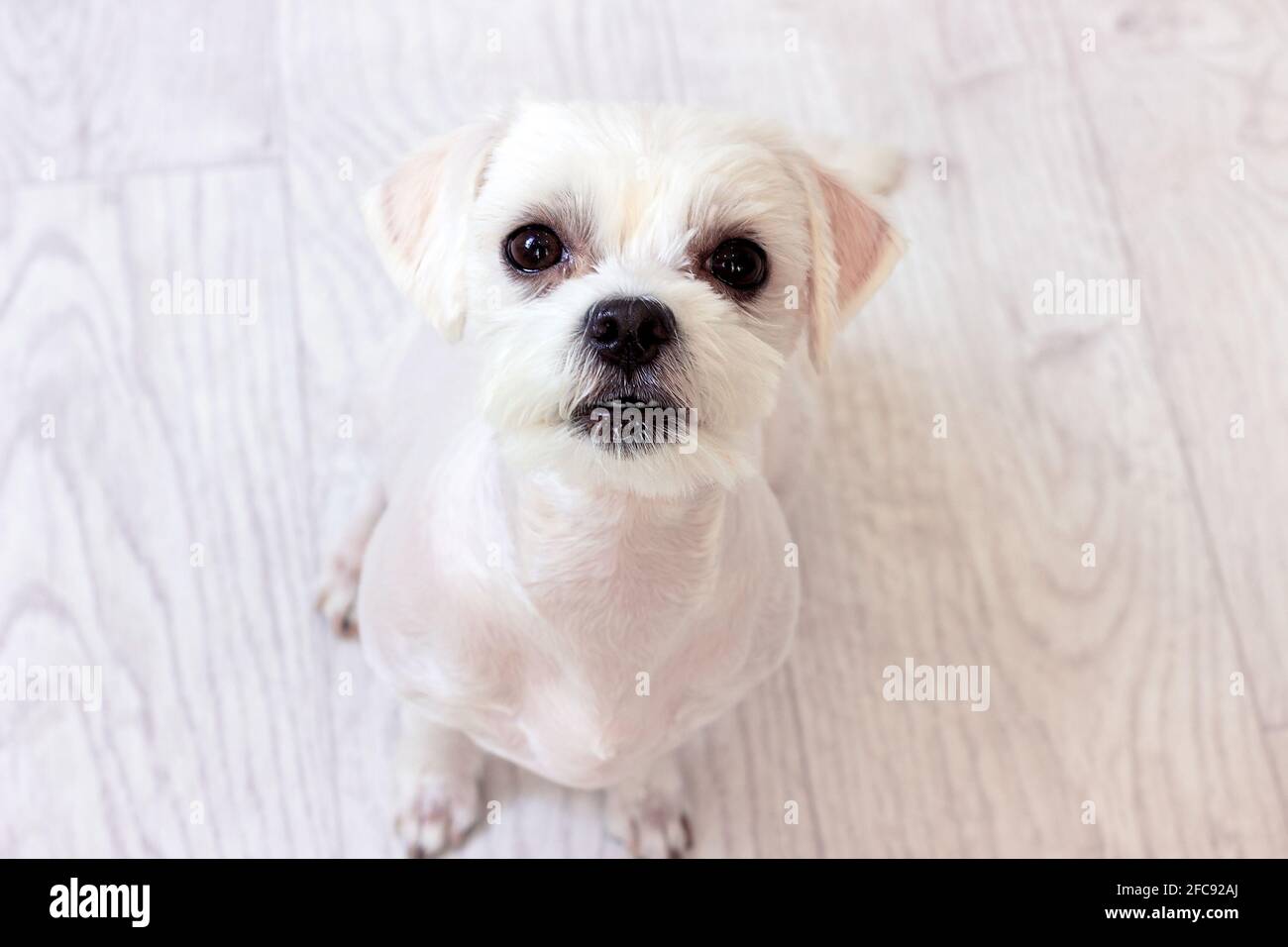 Piccolo cane maltese bianco con i capelli tagliati seduti sul pavimento e guardando dritto verso l'alto. Foto Stock