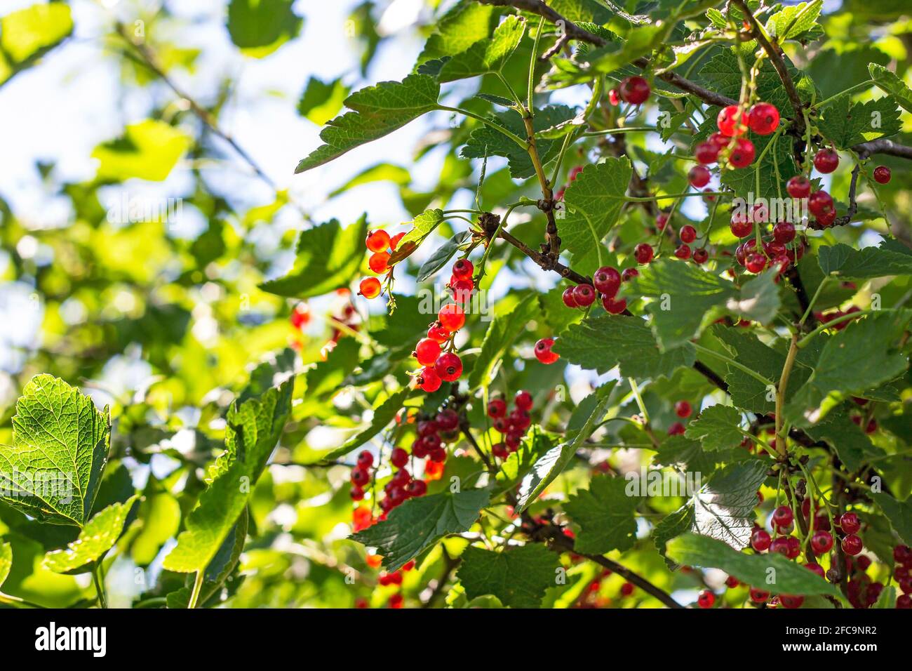 Bacche di ribes rosso brillante su sfondo di foglie verdi nel giardino nella stagione estiva. Foto Stock