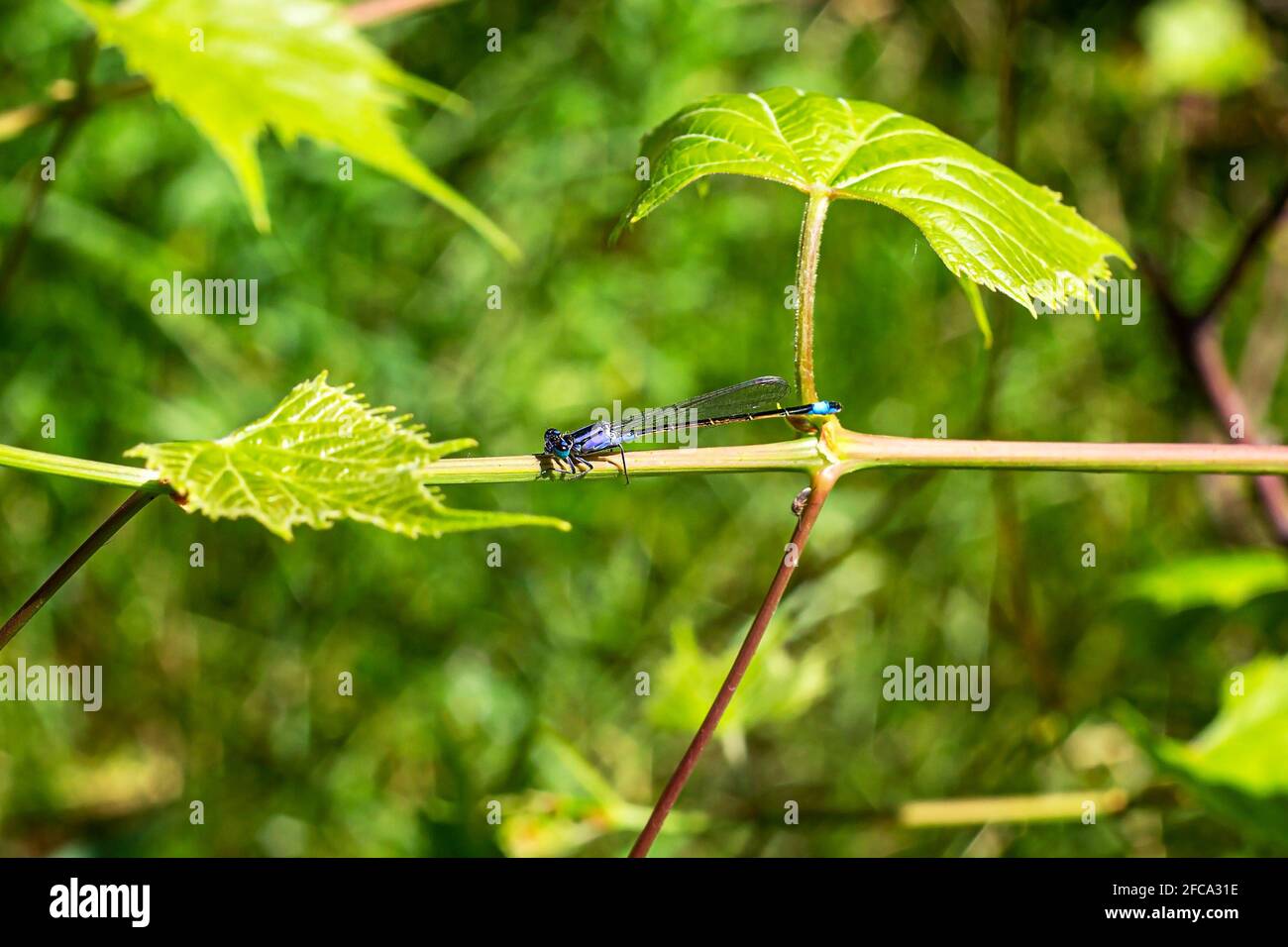 Piccola libellula blu su sfondo verde foglie d'uva nella stagione primaverile. Foto Stock