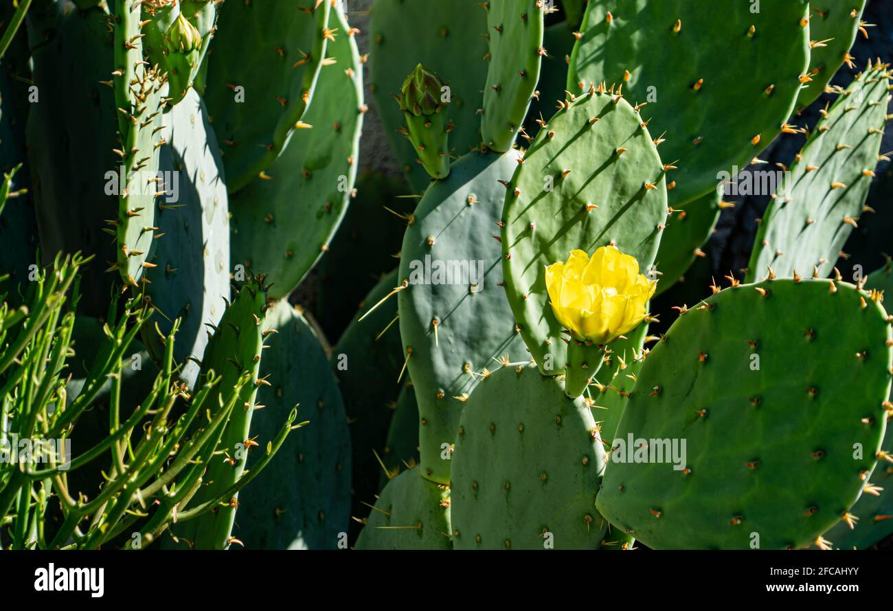 Fiore giallo brillante che fiorisce su un cactus in primavera Foto Stock