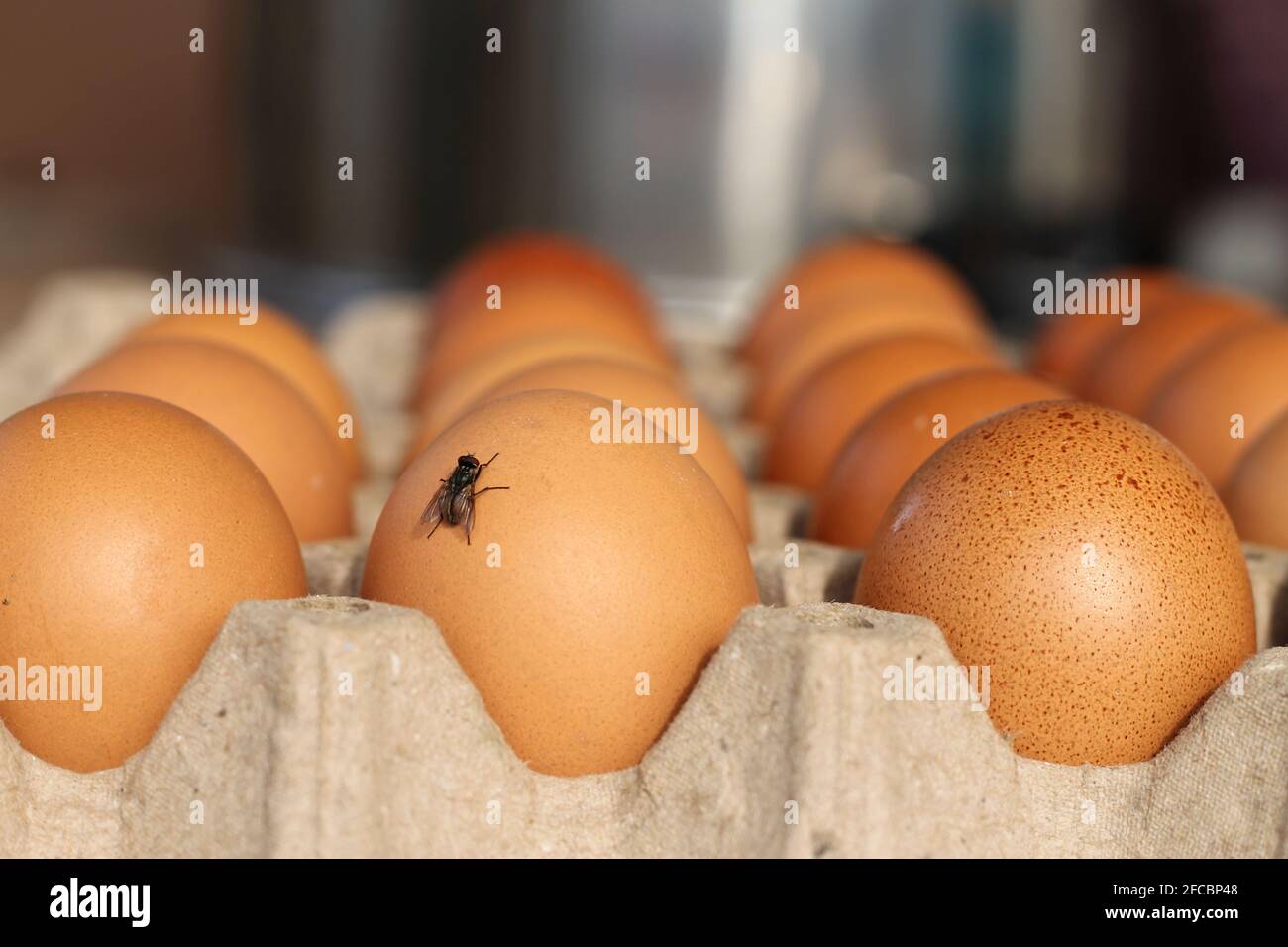 Uova marroni in vassoi di carta per cucinare ci sono mosche nelle uova. Foto Stock
