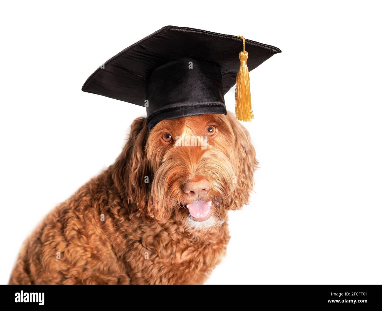Cane Labradoodle con cappello di laurea con tassel. Divertente concetto a tema per animali domestici per celebrare la laurea, la classe di formazione, le certificazioni accademiche o diplo Foto Stock