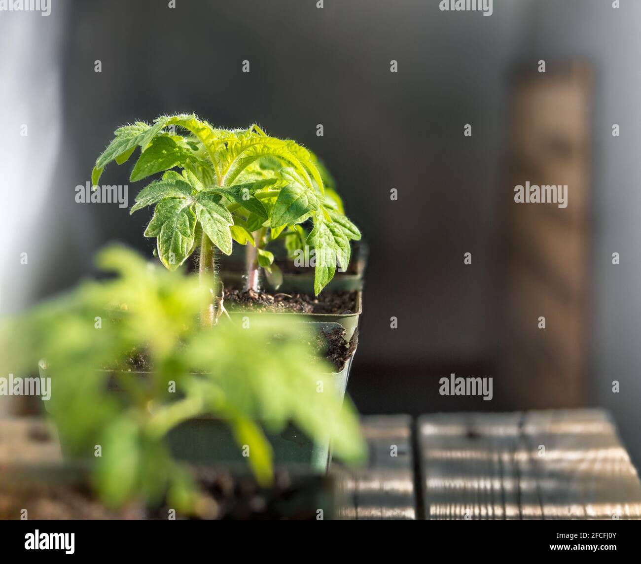 Piccole piante di pomodoro al sole della mattina presto. Piante hanno cominciato dai semi all'interno. 1 mese e non pronto per essere trapiantato. Heirl 'cioccolato Tasmaniano' Foto Stock