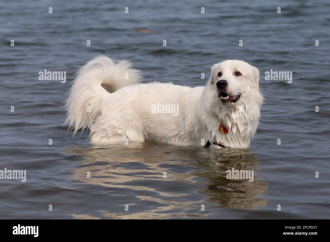 Cane bianco in acqua, sorridente. Foto Stock