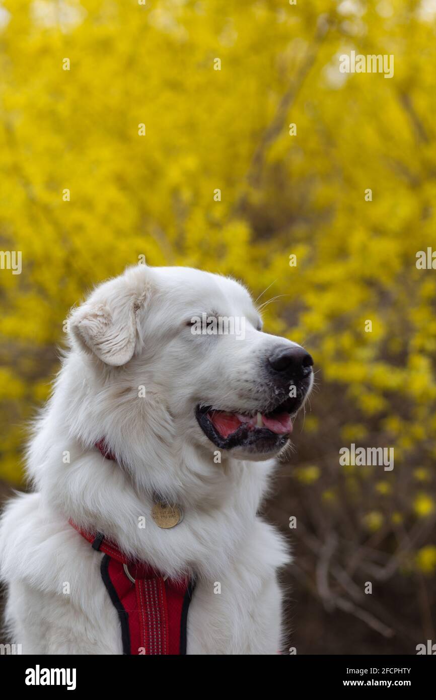 Cane bianco circondato da alberi colorati e fiori. Foto Stock