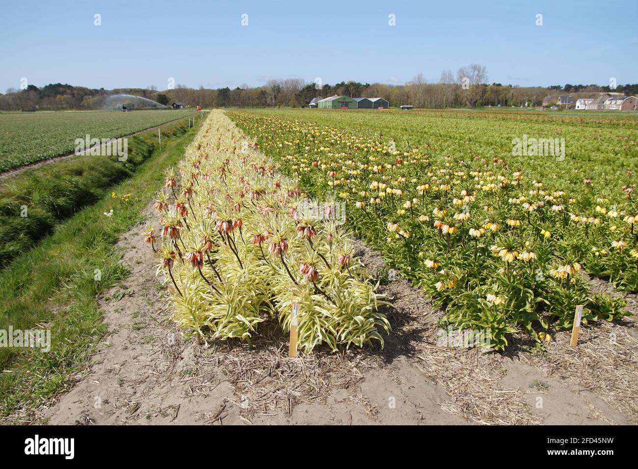 Campi di corona imperiale, di fritillario imperiale o di corona di Kaiser (Fritillaria imperialis), vicino al villaggio di Egmond aan den hoef Spring dell'Olanda del Nord Foto Stock