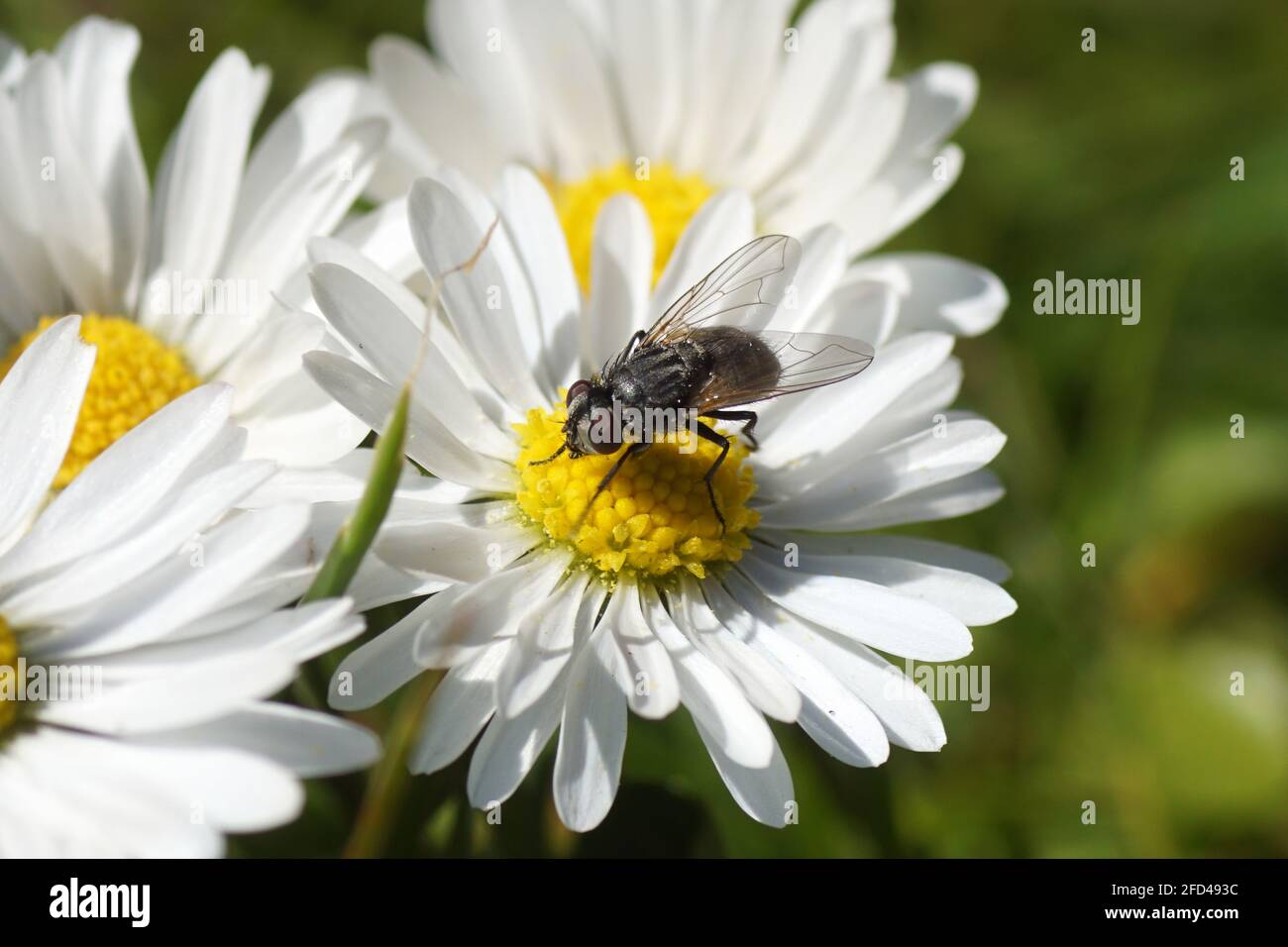 Face fly femminile, housefly autunnale (Musca autumnalis), famiglia Muscidae su un fiore di daisy comune Bellis perennis, famiglia Asteraceae. Primavera, aprile, Foto Stock